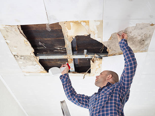 Best Mold Odor Removal Services  in Davis, CA